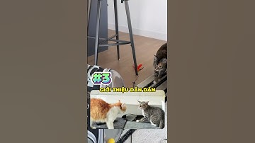 Cách để mèo cũ và mèo mới quen nhau