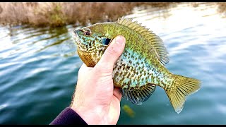 Lake Casitas Water Level Is Up, and The Bluegill Bite Is On!!!