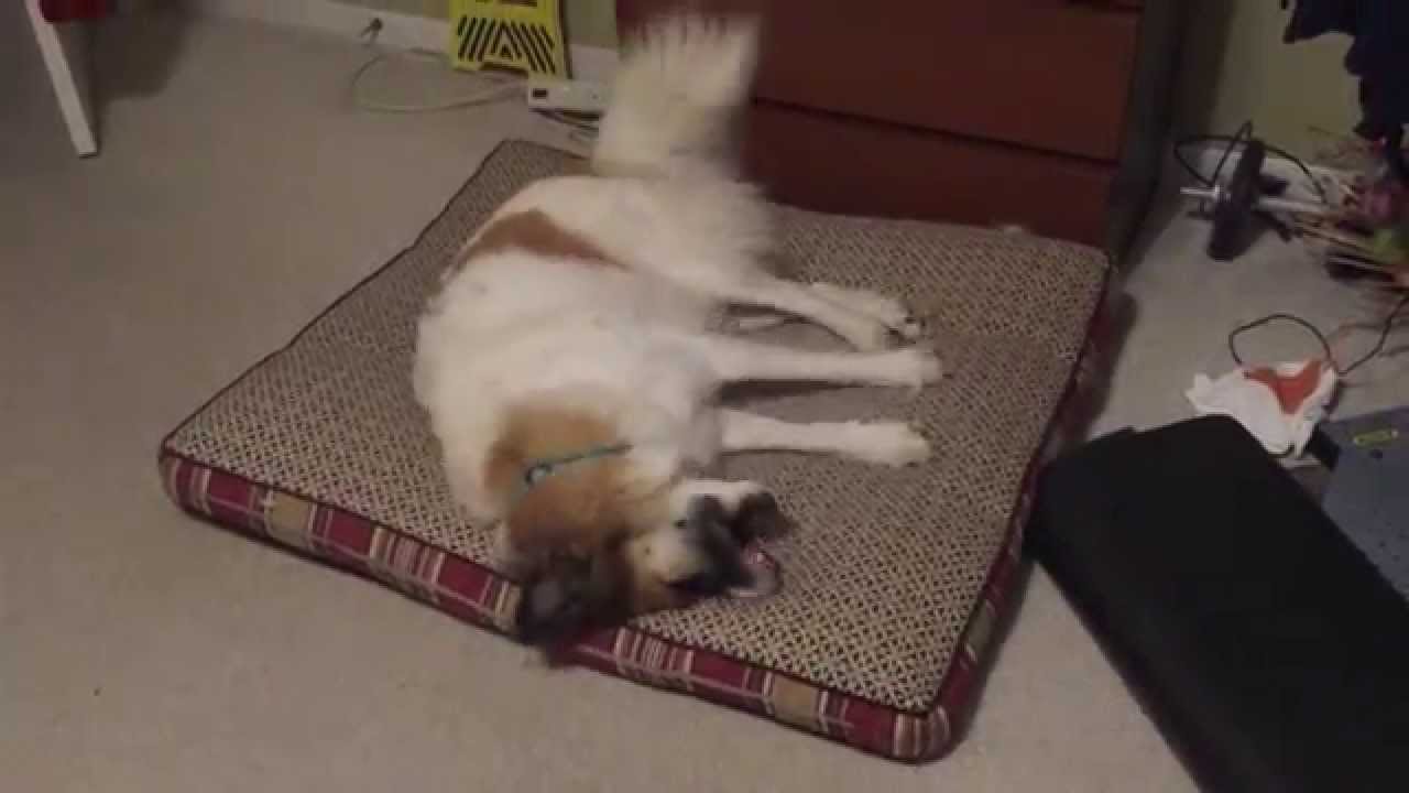 Dog's Bedtime Ritual YouTube