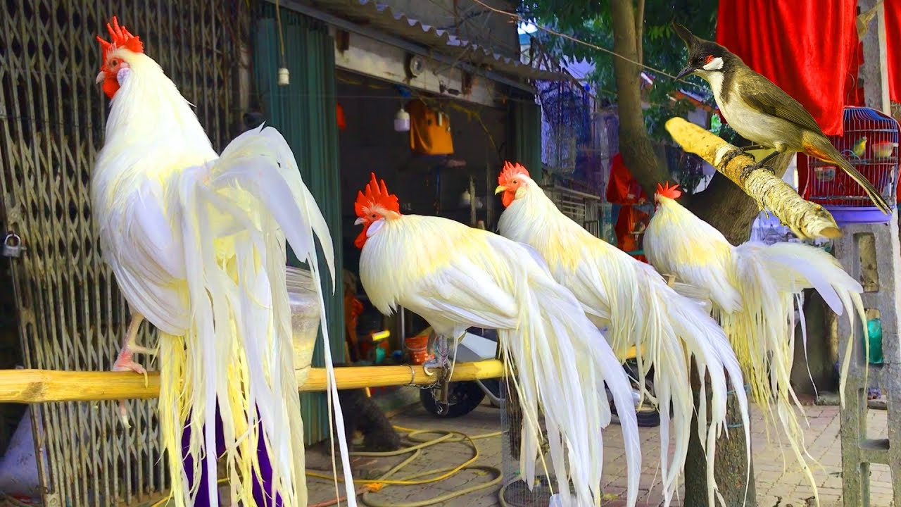 Tiệm Chim Cảnh Đa Hệ - GÀ Đuôi Siêu Dài ,Chào Mào, Cu Gáy Thuần, Sóc.Yến Phụng