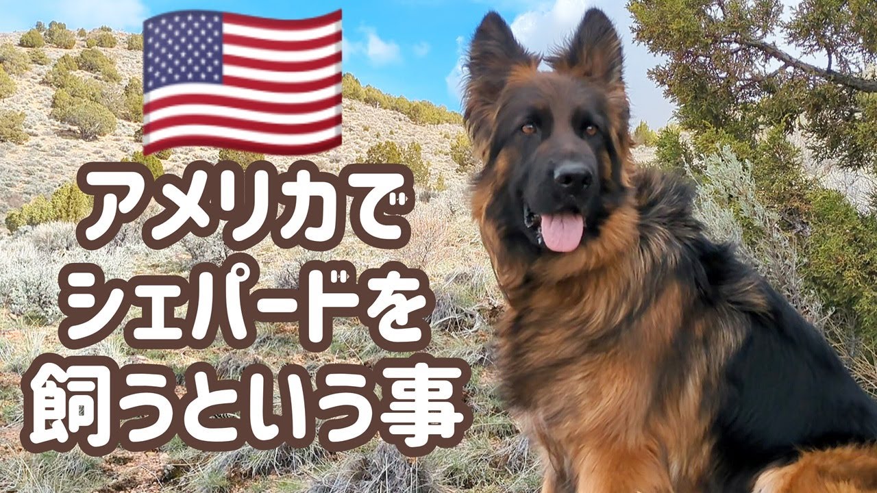 ジャーマンシェパード】しっかり飼わないと愛犬を失う可能性もある