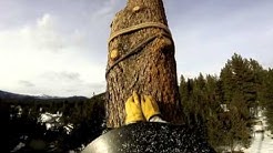 A Cut Above Tree Service