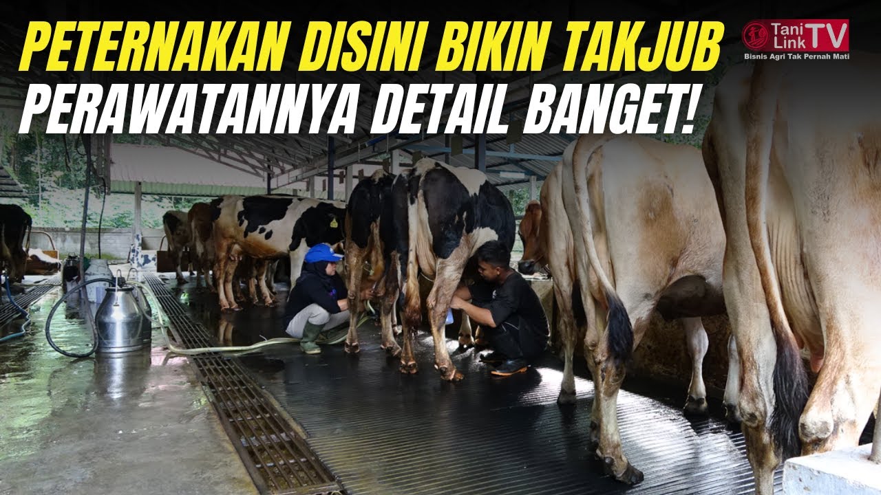 Sapi-Sapi Dirawat Seperti Raja! Begini Cara Rembulan Merapi Farm ...