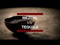 Mezcal vs Tequila, Principales Diferencias. ¡ Conócelas !
