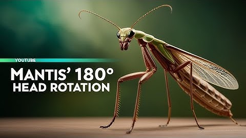 Praying Mantis 180° Head Rotation: How This Predator Sees Like No Other Insect #Mantis #MantisVision