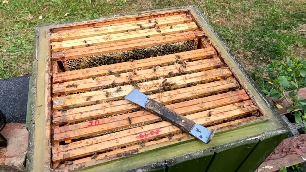 Nieudane miodobranie, wygryzienie się nowej królowej