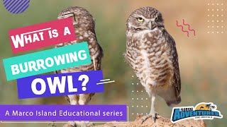 Meet the Burrowing Owl's of Marco Island : Florida's Most Fascinating Bird!