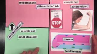 Cell Differentiation After Birth, David Champlin, University Of Southern Maine