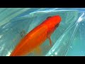 ３トンフレームプール池に１２０センチ水槽の小赤金魚と錦鯉稚魚を移動する