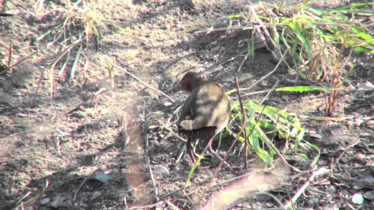 野鳥：ヒクイナ (1) ／Wild Birds: Ruddy-breasted Crake (1) 