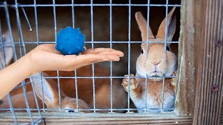 Watch these shelter bunnies react to their FIRST toy! 🥹