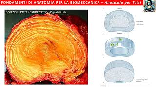 LA COLONNA VERTEBRALE - Fondamenti di Anatomia per la Biomeccanica