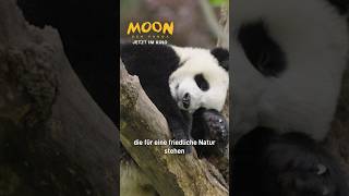 Moon, der Panda | Exklusiv: Behind the Scenes | Jetzt im Kino #kino #panda #trailer