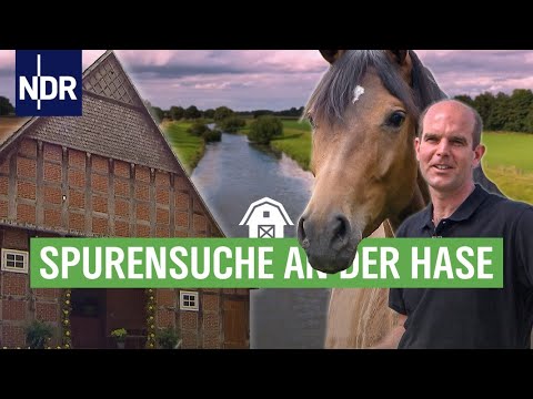 Video: Die Lebensdauer eines Pferdes. Alter der Pferde in Bezug auf den Menschen