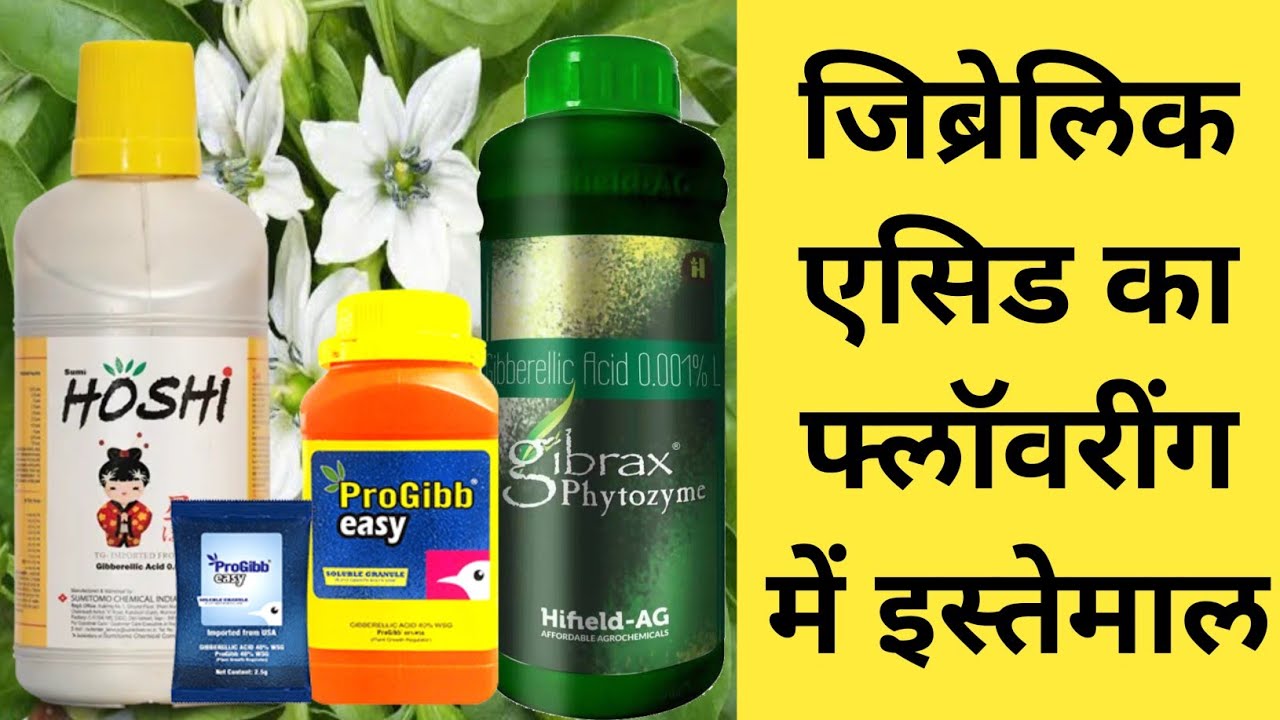 जिब्रेलिक एसिड का फ्लॅावरींग में ऐसा इस्तेमाल कोई बताएगा नही । Gibberellic Acid