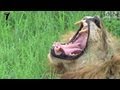 Male Lion Yawning