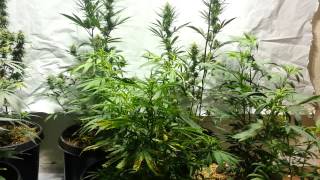 True Living Organics Grow New Setup