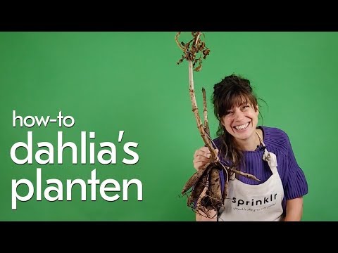 Video: Dahlia-plantversorging: hoe om dahlia's in die tuin te plant