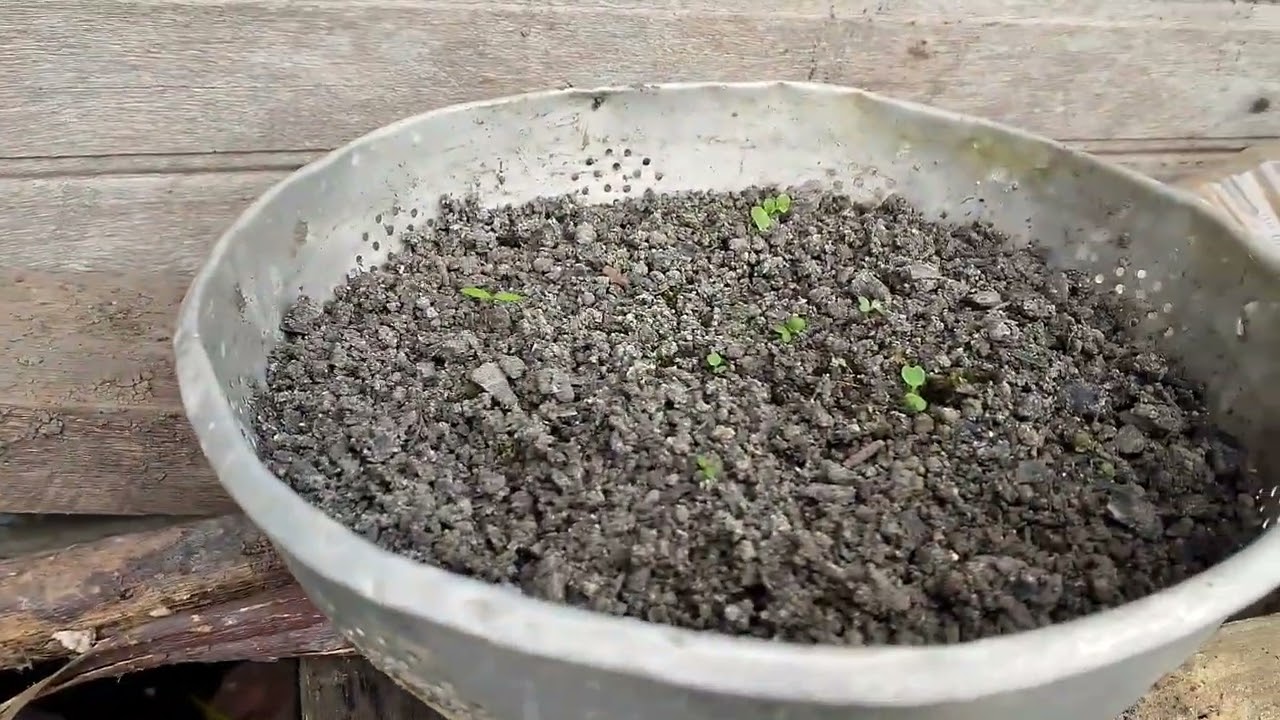 JALAN2 DILAHAN PINJAM PAKAI BAPAK KARNI