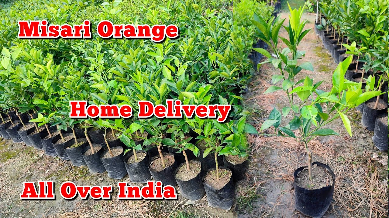 Misari Orange Home Delivery Available All Over India || Call-9679167526