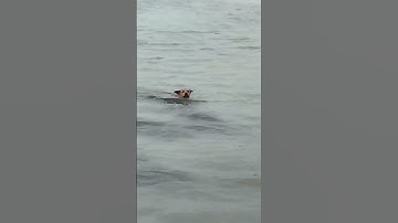 Dog trave🐺l                                  #Ilias