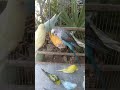 🛍️日本で買えるインコ用品比較🐦✨ #おすすめ 🛍️