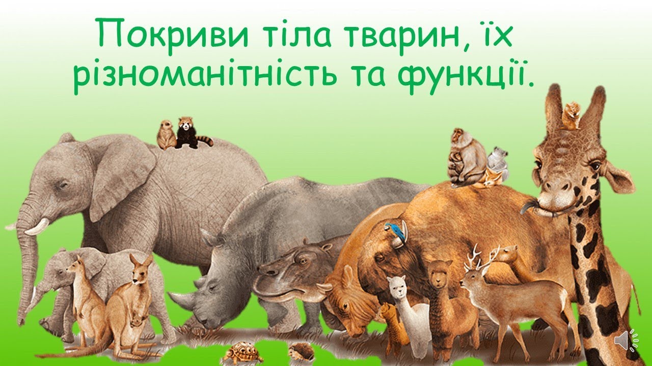 Покриви тіла тварин, їх різноманітність та функції - YouTube