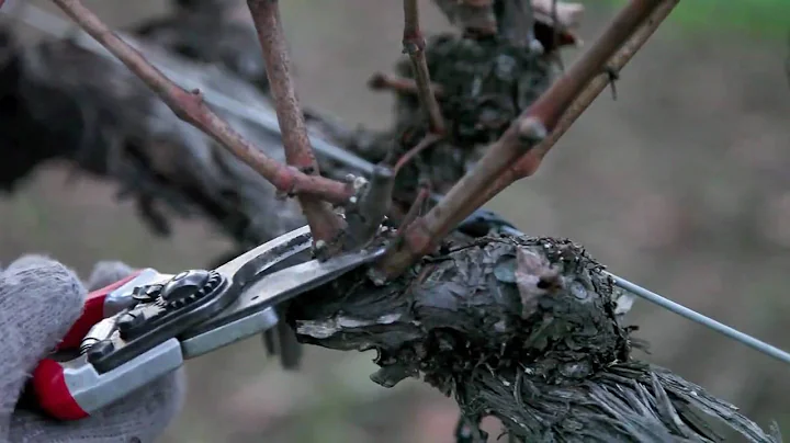 How to Prune Grapes in Winter: Double Grapevine Pruning Technique
