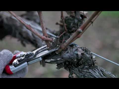 Video: Grapevine Vinterpleje - Sådan vinterklargøres vinstokke