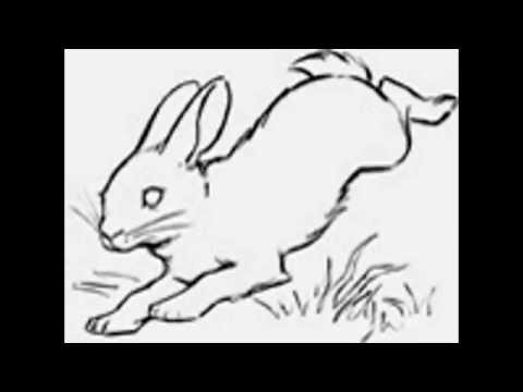 How to draw a rabbit for beginners - YouTube