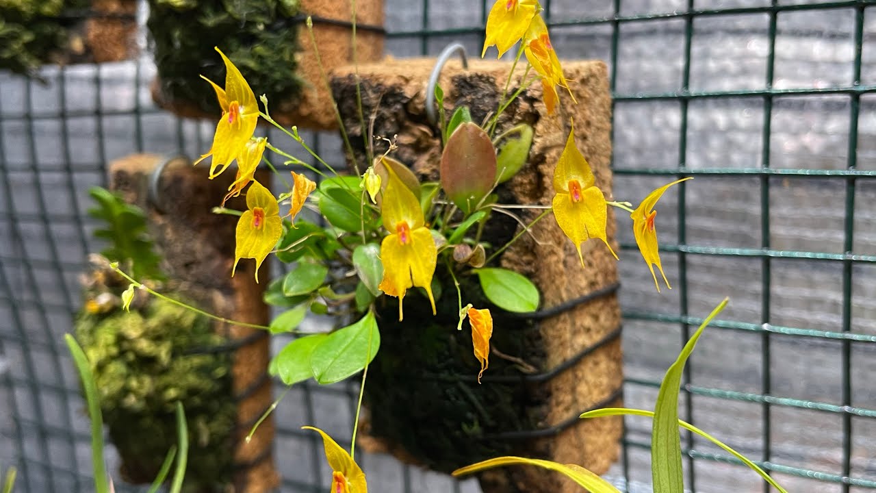 Lepanthes Guatemalensis.