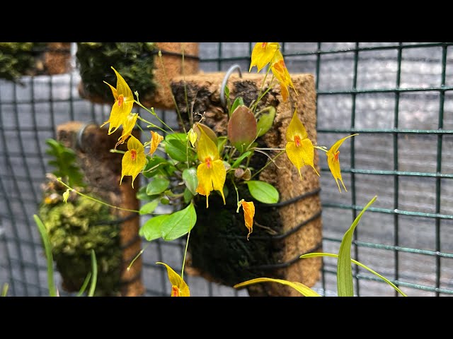 Lepanthes Guatemalensis. - YouTube