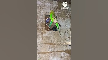 budgie parrot new nest box checking 😍 😍 😍 #shortsvideo