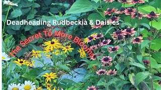 Deadheading Rudbeckia & Daisies The Secret To More Blooms
