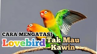 CARA MENGATASI LOVEBIRD TAK MAU KAWIN