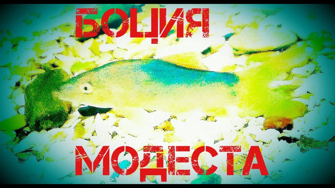 Аквариумные рыбки.Боция .Боция Модеста