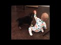 Eager puppy really wants to play with toddler