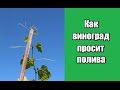 Как виноград просит полива