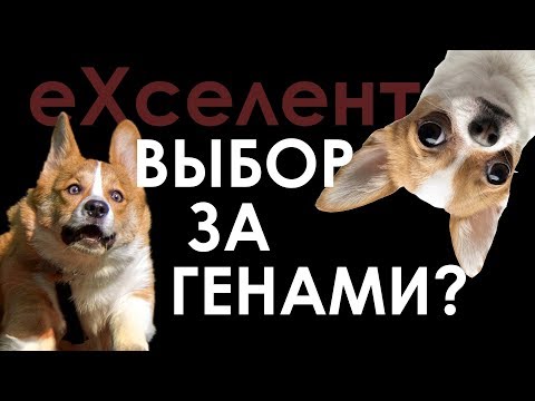 эХсэлэнт #0: вымершие инопланетяне, ген любви к собакам и прослушка чайников