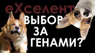 эХсэлэнт #0: вымершие инопланетяне, ген любви к собакам и прослушка чайников