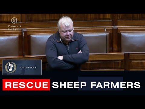 Irish TD Calls for Plan to Rescue Irish Sheep Farmers