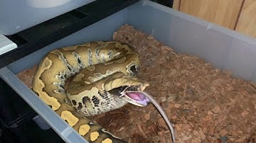 Feeding some Blood Pythons