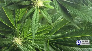 13 Action News Big Story: Marijuana Restrictions