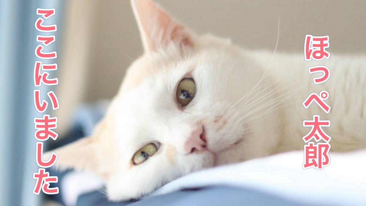 ほっぺ太郎！保護当初と今の姿が違いすぎる・・！！保護猫 ビフォーアフター【病院猫のほっぺ太郎】