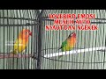 Lovebird Emosi Ngetik Dan Ngekek Panjang Musuh Auto Nyaut Dan Ikut Ngekek Mp3 - Mp4 Download