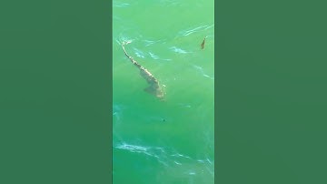 Thumbnail of Leopard Shark Caught On Cayucos Pier