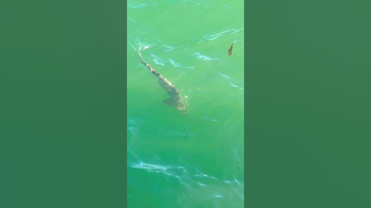 Leopard Shark Caught On Cayucos Pier