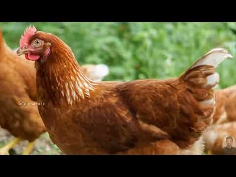 இது குணப்படுத்த முடியாத நோய்: | crazy jokes, | humor club,