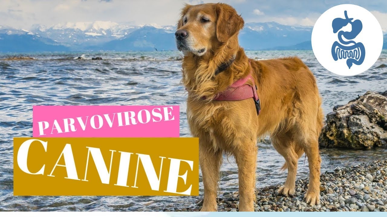 La Parvovirose Canine
