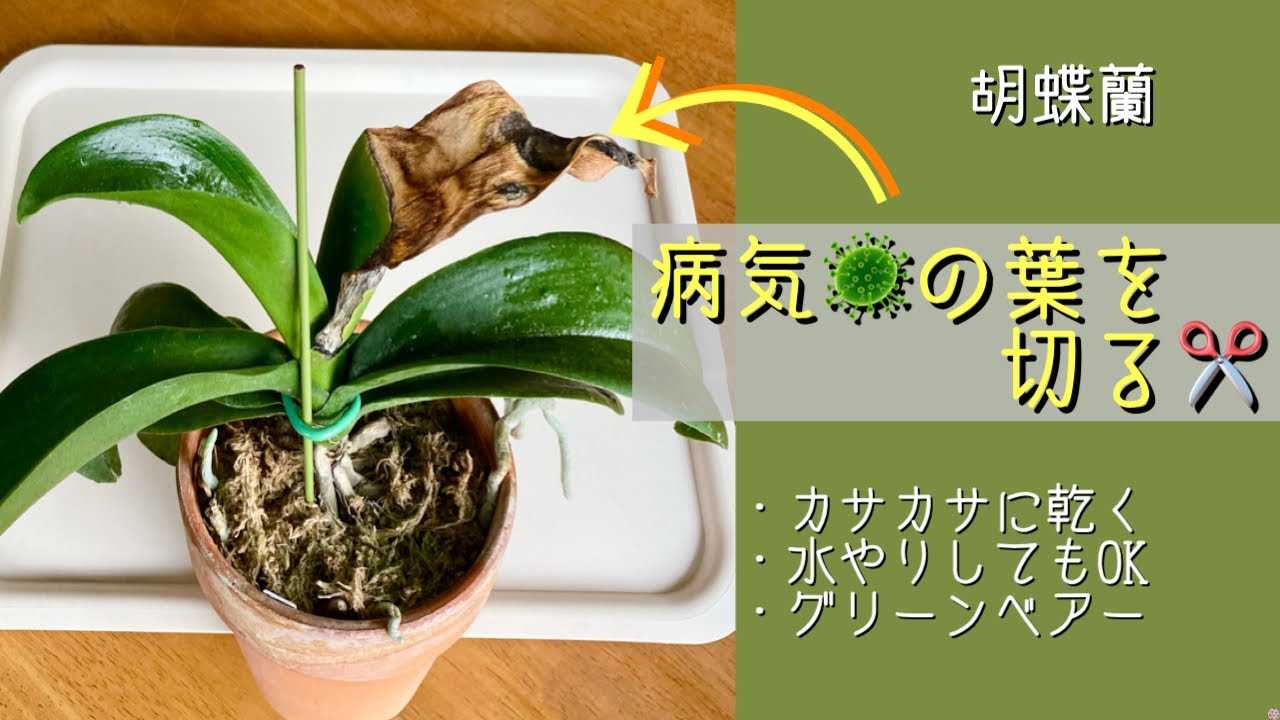 November 3, 2025 Phalaenopsis orchid, diseased plant 《Green Bear